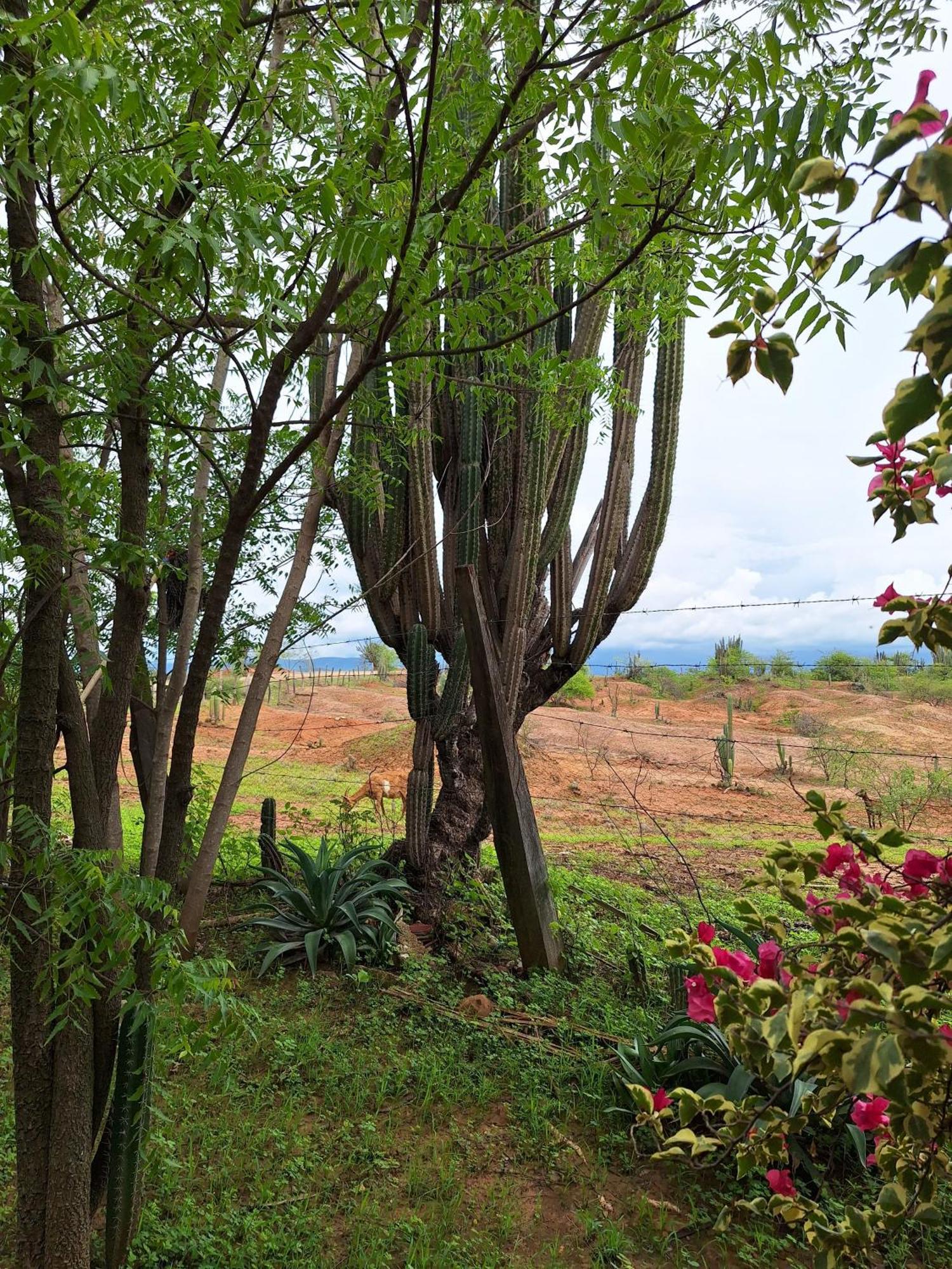 Alojamiento Casa De Campo Los Cactus Villavieja Exterior foto